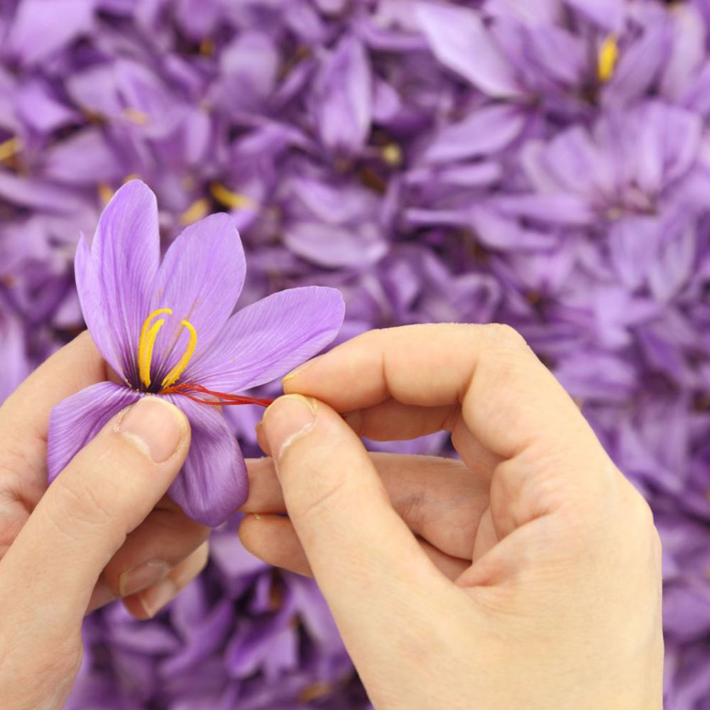 خواص درمانی و دارویی زعفران